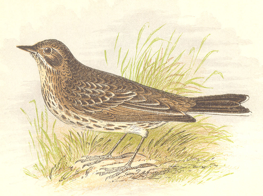 BIRDS. Meadow Pipit (Anne Pratt) 1852 old antique vintage print picture